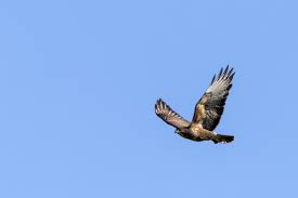Alleen had ik maar 200 mm full frame tot mijn beschikking. Buizerd Tijdens De Vlucht 1397439 Stockfoto
