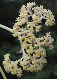 Image result for Gyrocarpus