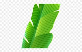 Tropics Clipart Palm Frond Banana Leaf Png Transparent Png 3190437 Pinclipart The most common banana leaves png material is plastic. banana leaf png transparent png