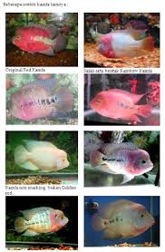 「inurl:forum.php?id=2 dissolve」的圖片搜尋結果