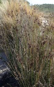 Image result for Juncus kraussii