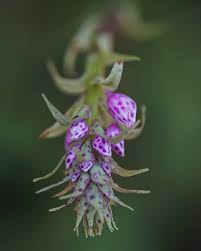 Image result for Polystachya troupiniana