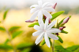 Image result for Jasminum