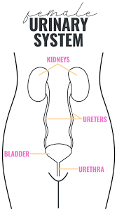 Drink so much water, and add lemon to it for the alkalizing benefits. Safe Effective Uti Treatment Without Antibiotics