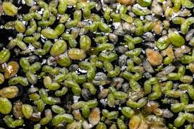 Image result for Wolffia arrhiza