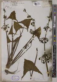 Image result for Limnophyton obtusifolium