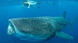 7 places where you can swim with sharks | Expedia