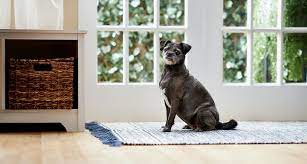 Diarrhea In Older Dogs Causes Treatment Bechewy