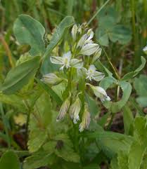 Image result for Polygala gazensis