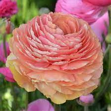 Allium Ampeloprasum Easy To Grow Bulbs Ranunculus Carlsbad Flower Fields
