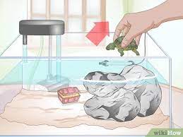 3 Ways To Clean A Turtle Tank - Wikihow