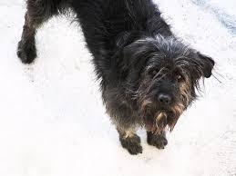 Maybe you would like to learn more about one of these? Il Pastore Fonnese Tra I Cani Di Razza Tutto Zampe