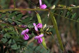 Image result for Indigofera ormocarpoides