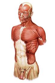 This third instalment is divided into two segments, beginning with the front torso and conluding with the arm. Head And Trunk Muscular Groups Art Print By Asklepios Medical Atlas