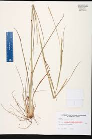 Image result for Coelorachis