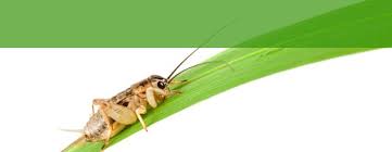 Home - Live Feeder Crickets Dubia Roaches Superworms Mealworms Wax Worms Phoenix Worms Shipped Worms For Sale Bearded Dragon Meal Worms