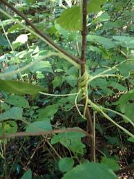 Image result for Cuscuta cassytoides