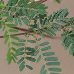 Image result for Aeschynomene elaphroxylon