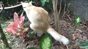 Apa cara halau tikus yang berkesan supaya takkan datang lagi ya? 10 Petua Halau Kucing Berak Lepas Ni Tak Pening Kepala Lagi
