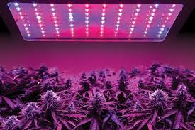 Kelvins refer to the warmth and color of the light being emitted. Growing Cannabis Why Led Grow Lights Are The Way To Go