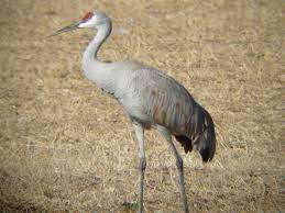 A canvas and leather catcher pouch that could hold up to 50 pounds of outgoing mail and was suspended from the crane's arm by metal rings; Have You Seen A Sandhill Crane Blogs The Patriot Ledger Quincy Ma Quincy Ma