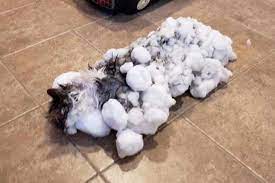 Maybe you would like to learn more about one of these? Suhu Ekstrem Polar Vortex Di Amerika Bikin Kucing Ini Hampir Mati Beku