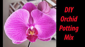 You can either look for a potting soil that. Homemade Diy Orchid Potting Mix 2019 Youtube