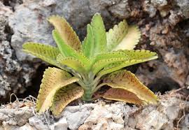Image result for Kalanchoe latisepala