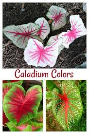 Care Of Caladium Plants Varieties Overwintering Flowers And More In 2020 Caladium Plants Plant Care