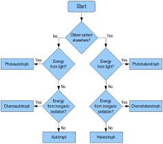 Chemoheterotroph Definition Types And Examples Biology