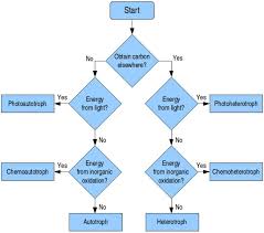 chemoheterotroph definition types and examples biology