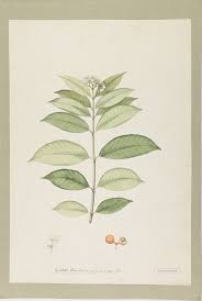 Image result for Hunteria zeylanica