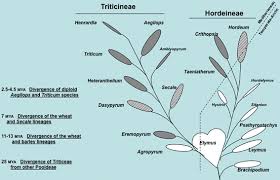 Madison & mya have one little problem. Origin And Evolution Of Wheat And Related Triticeae Species Springerlink
