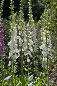 Image result for Digitalis purpurea alba/ red spots