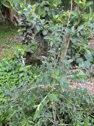 Image result for Lippia oatesii