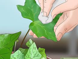 Three months ago i changed its pot and it remained healty for a while. 3 Ways To Grow English Ivy Indoors Wikihow