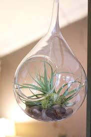 The technical name for an air plant is tillandsia.they are epiphytes, which means they derive their sustenance from their environment and not through their roots.they do not require soil, and can live happily in all those pretty planters without drainage holes that are so. Hanging Air Plant Terrarium In Duluth Mn Saffron Grey Couture Floral Design