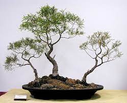 Maybe you would like to learn more about one of these? Australian Native Plants As Bonsai 2008