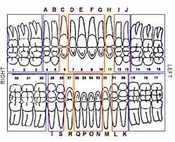 Canadian Tooth Numbering System Dental Chart With Teeth Numbers