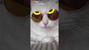 Kedi Bizden Havali Cikti Youtube