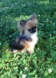 Black And White Long Haired Chihuahua Pictures Chihuahua Long Haired My Goodness It Looks Like A Calico Chihuahua Chihuahua Puppies Chihuahua Cute Animals