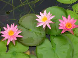 Pictures Aparna 583 Pictures Flowers Plants