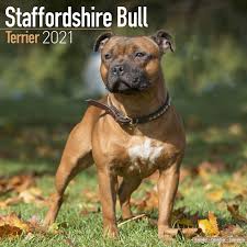 They are loyal and love to be a part of the family. Amazon Com Staffordshire Bull Terrier Calendar 2021 Dog Breed Calendar Wall Calendar 2020 2021 Office Products