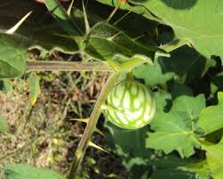 Image result for Solanum aculeatissimum