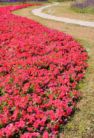 We did not find results for: Beautiful Petunia Flower Bed And Curved Road Stock Photo Picture And Royalty Free Image Image 26737849