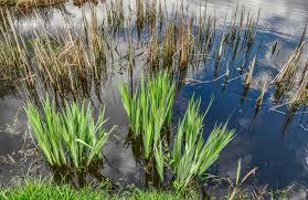 If your grey water is too salty, you can possibly get by creating a constructed wetland where your grey water exits the system. Greywater Recycling Water Treatment Services