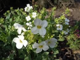 Image result for Arabis alpina
