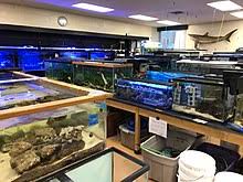 Great savings & free delivery / collection on many items. Aquarium Wikipedia