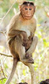Bonnet Macaque Macaque Macaque Monkey Monkey