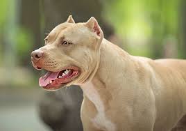 Xem thêm ý tưởng về động vật, chó pitbull, stuffed animals. 11 Sá»± Tháº­t Vá» Cho Pitbull Má»¹ NgÆ°á»i Yeu Cho Nen Biáº¿t